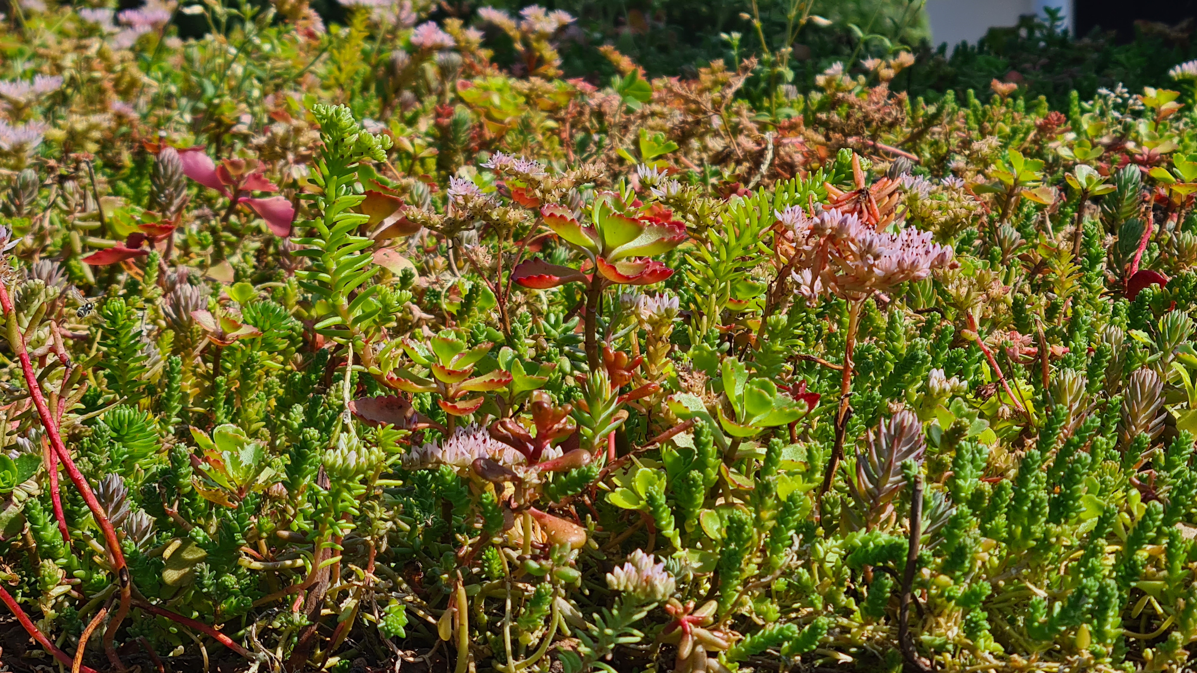 a close up image of the varieties of sedum plant contained within the living roof. There are a mix of reds and greens.